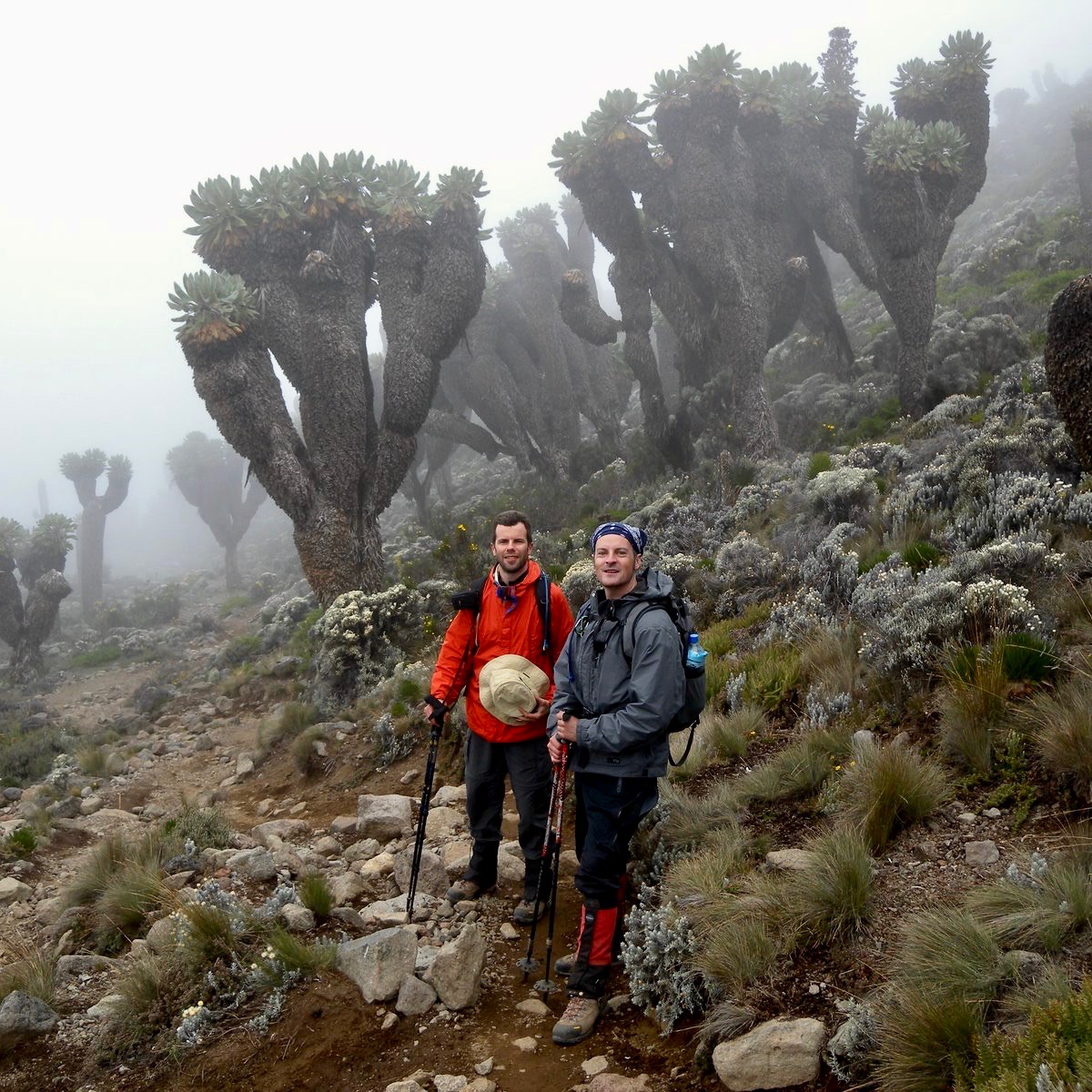 Matthew Kessi and his friend Shawn hiking through an unusual forest of big bushy trees which are surrounded by medium boulders and low sage like bushes.  The fog in the background creeps in on the trees and hikers.  This is a mid-level area on the way to the summit of Mt. Kilimanjaro.