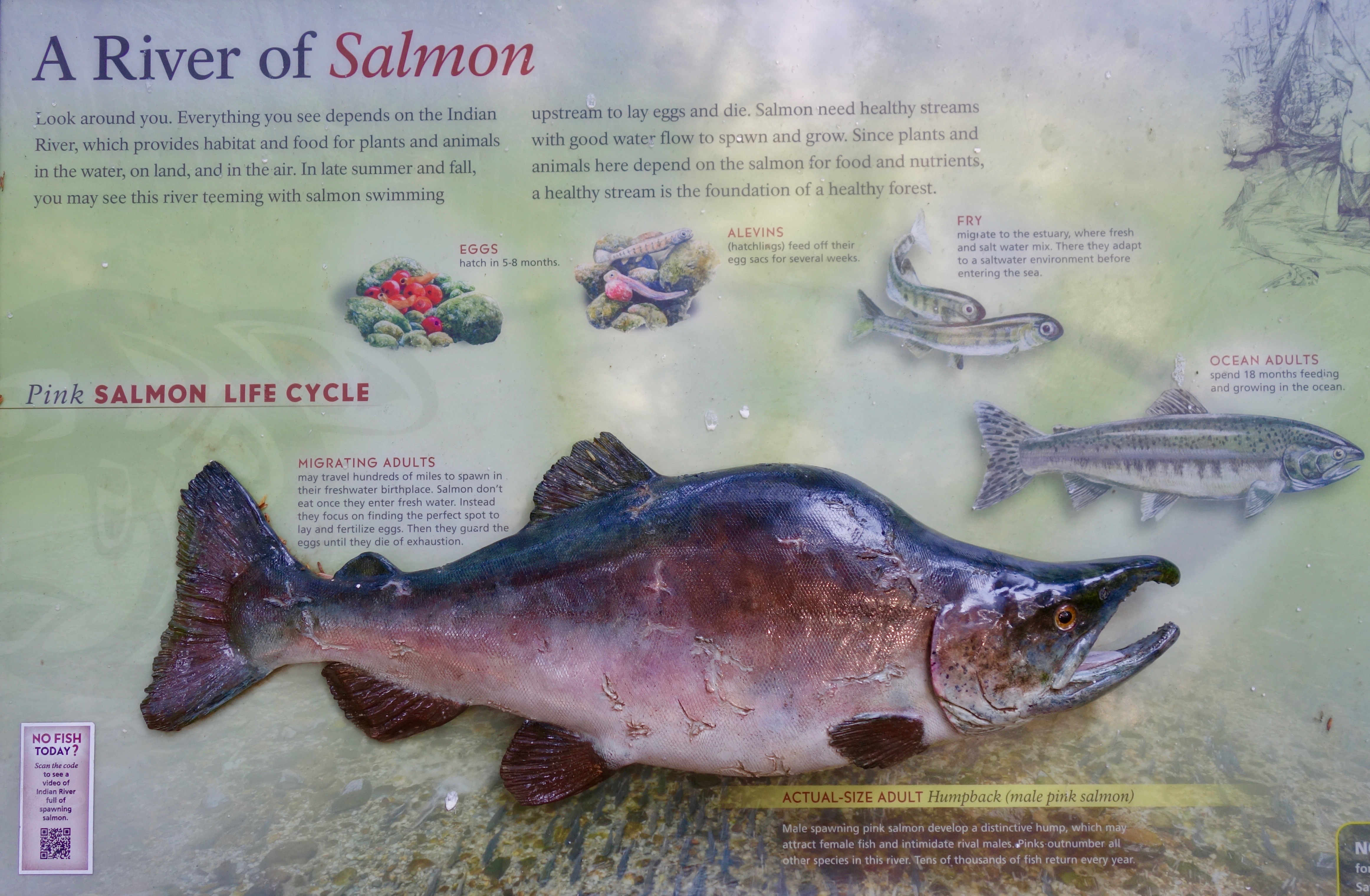 A placard showing the life cycle of the pink salmon, which happen to be the species we see on this day. 