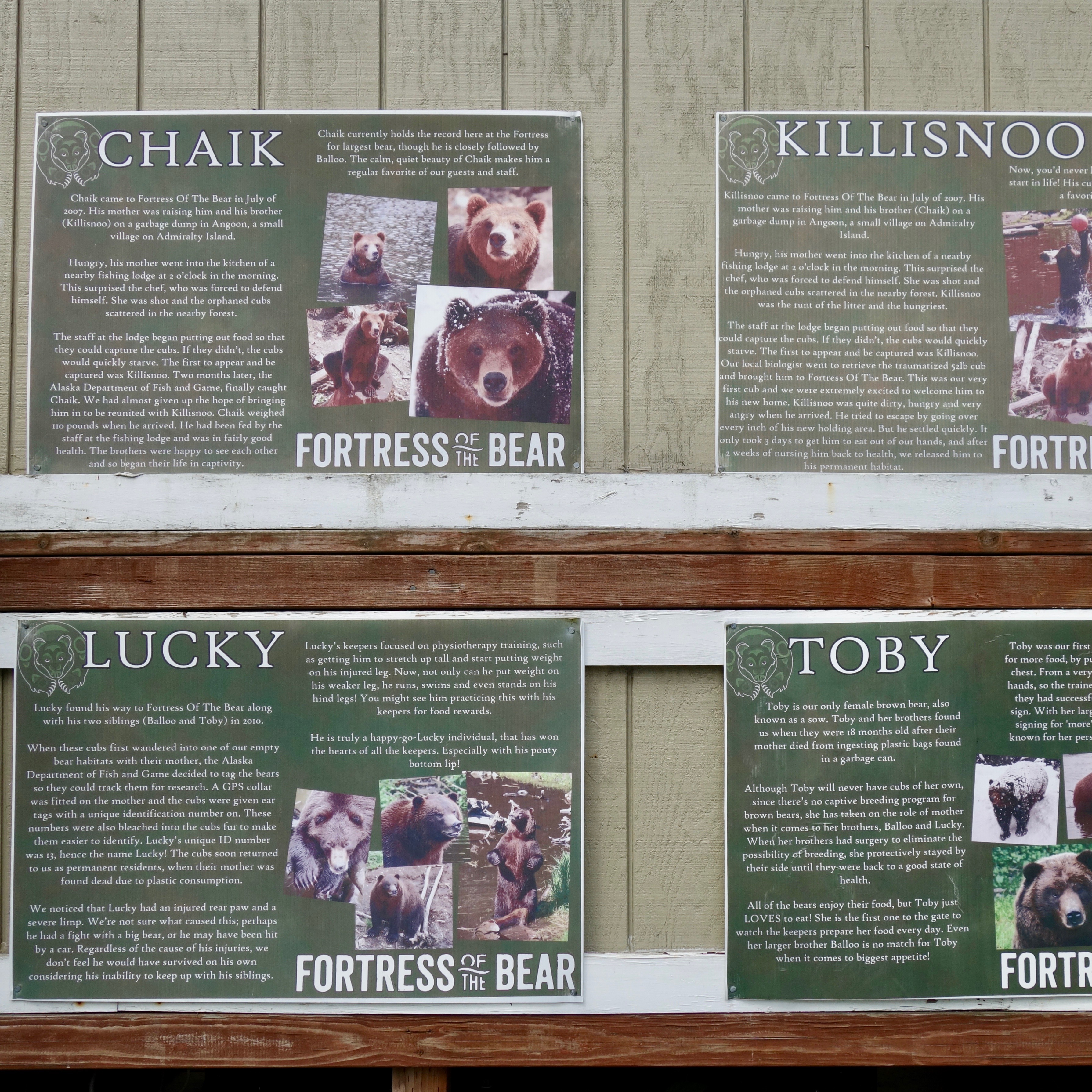 Fortress of the Bears roster.  Meet the bears.  These are the four adult brown bears that arrived as cubs when the shelter first opened in 2007. 