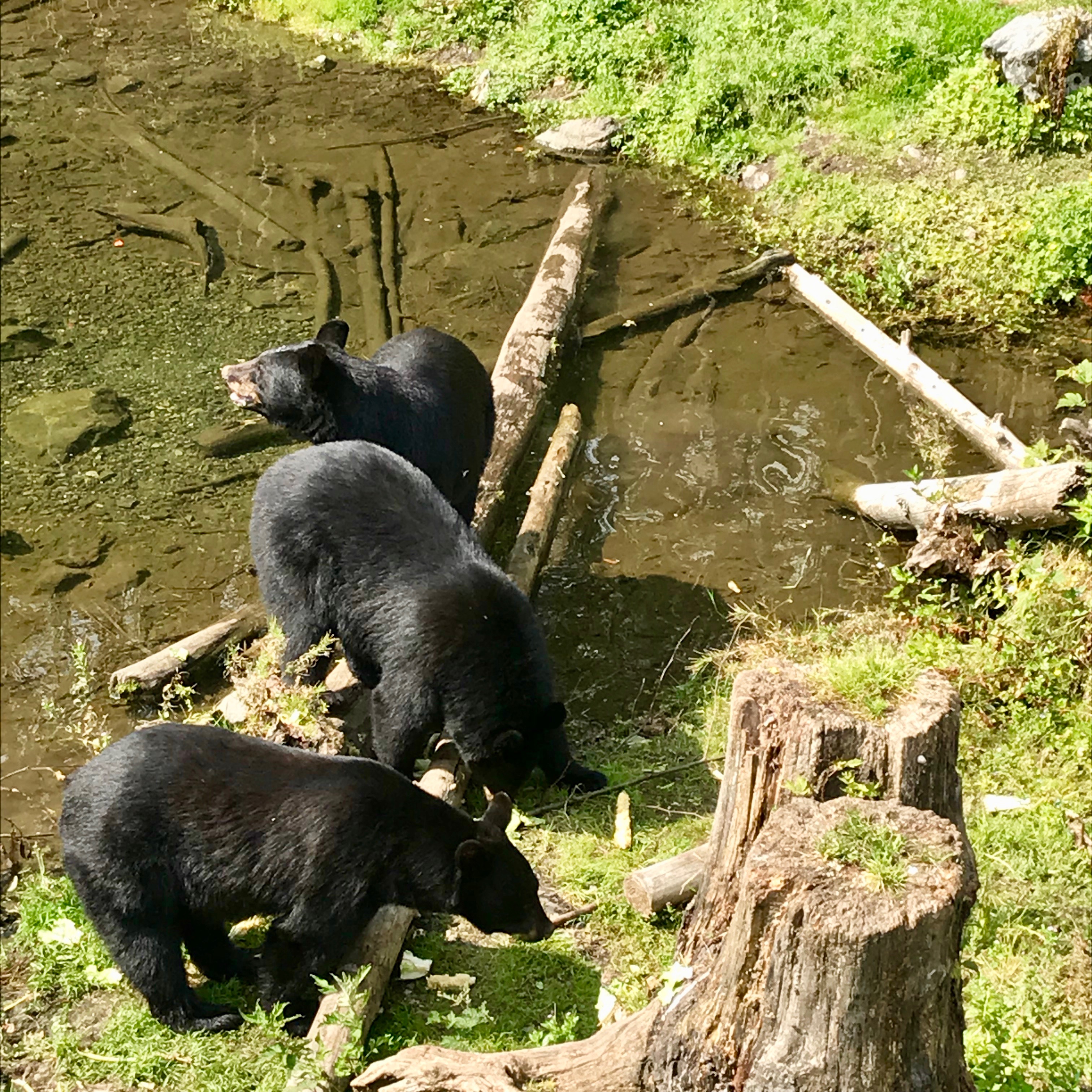 Fortress of the Bears in Sitka, Alaska also has an area for the smaller black bears.