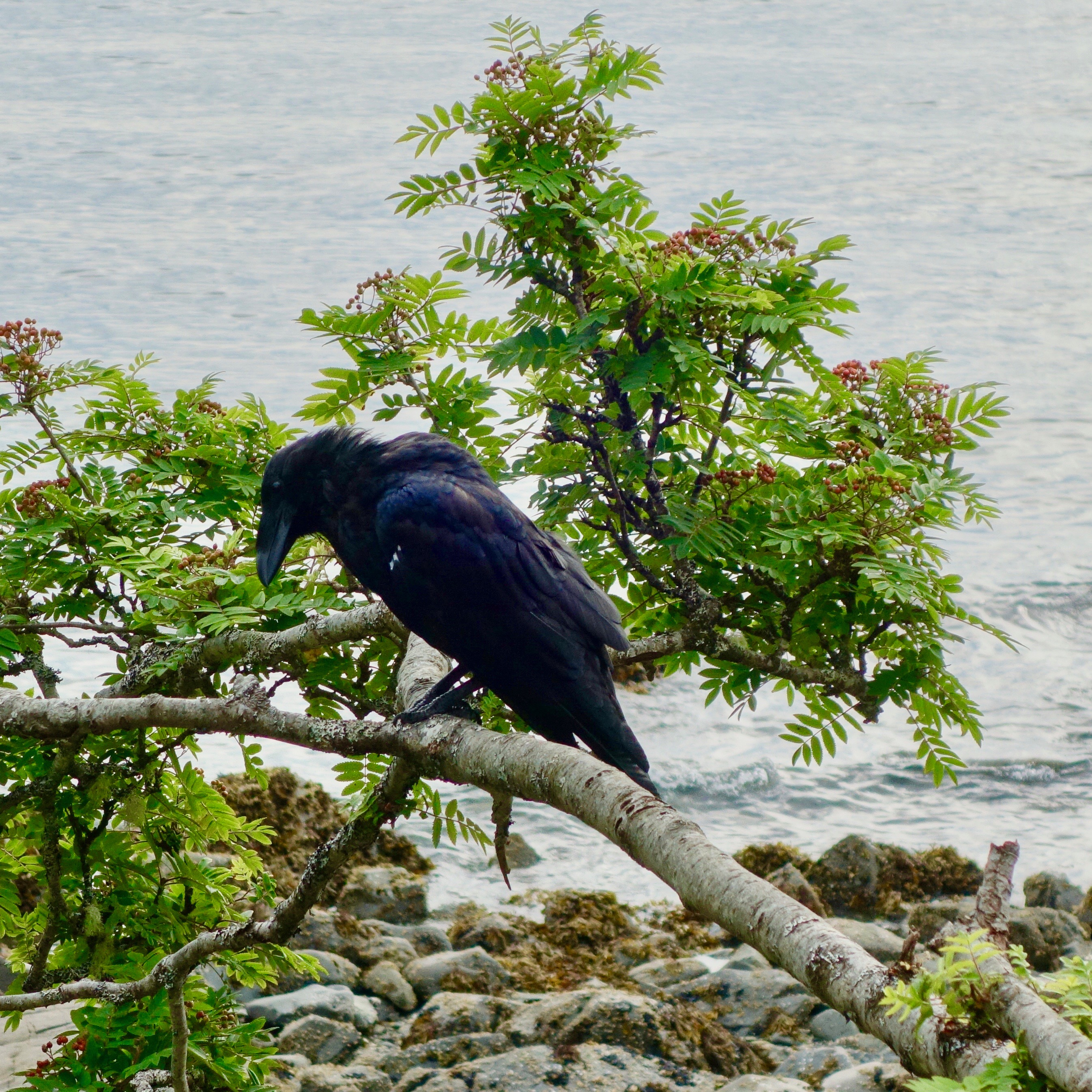 Big Bird would be proud.  One of the many large ravens who inspired our walk along the bay. 