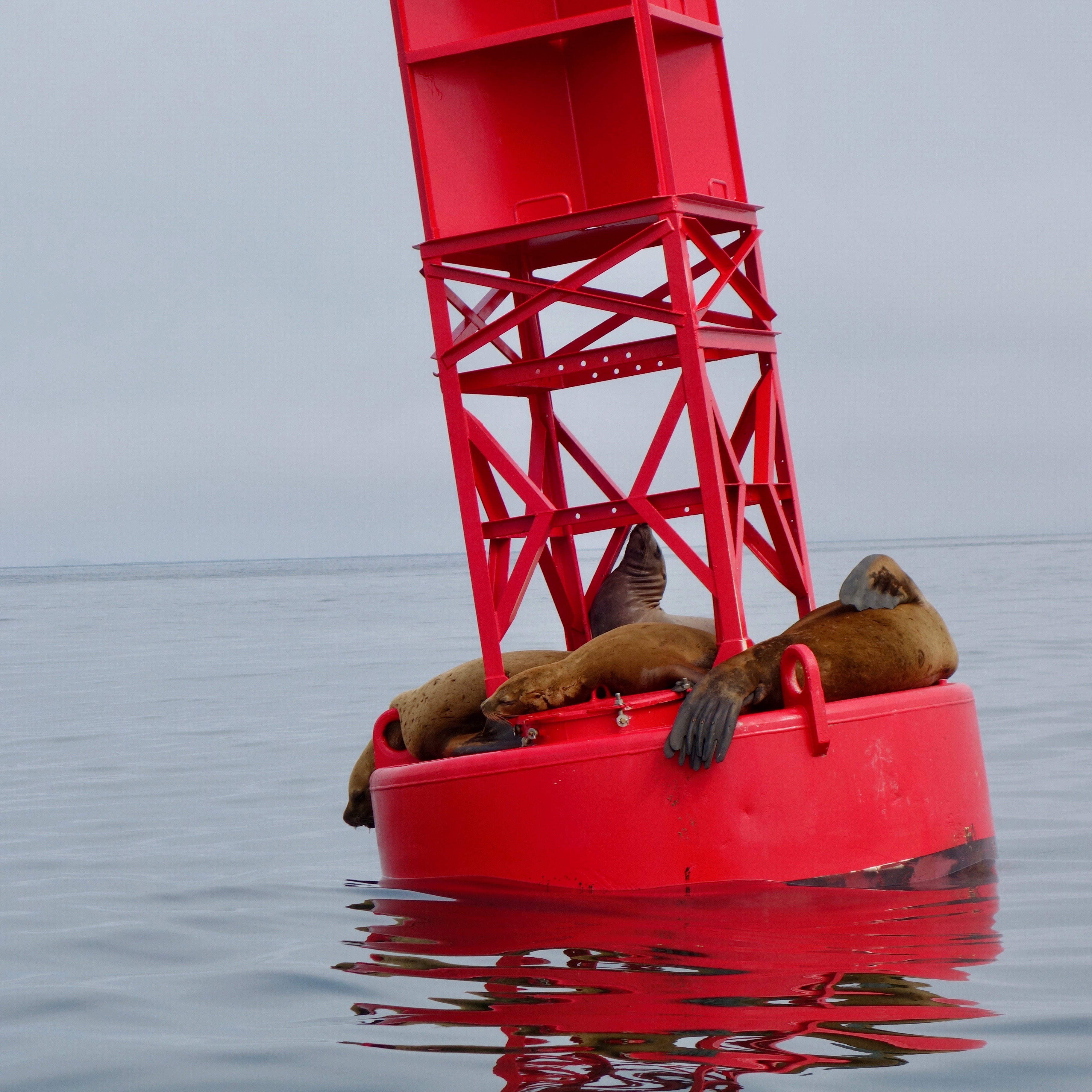 Sealions off the coastline of Sitka, Alaska hang out on a buoy without a care in the world.  