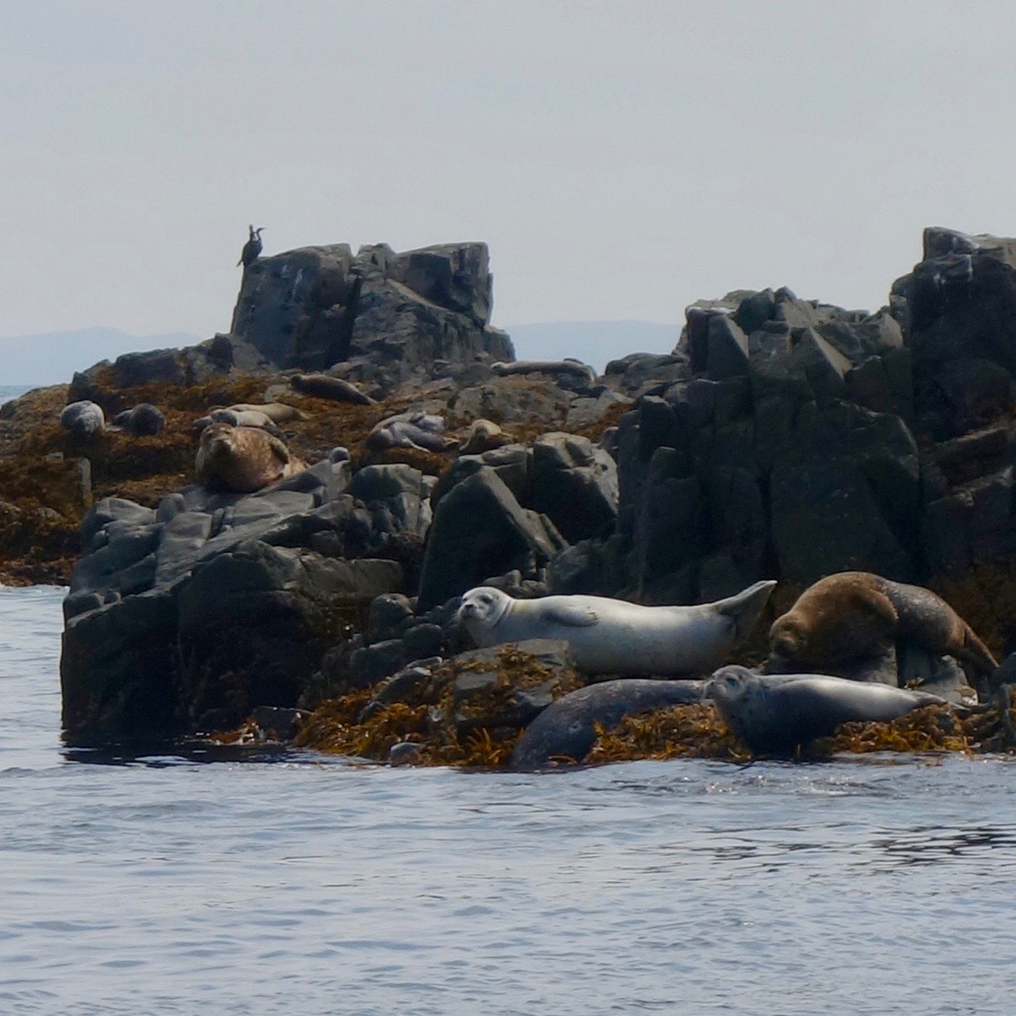 Seals hang out on some rocks in the middle of the bay while seagulls and other birds look on.  A small island off the coast of Sitka, Alaska. 