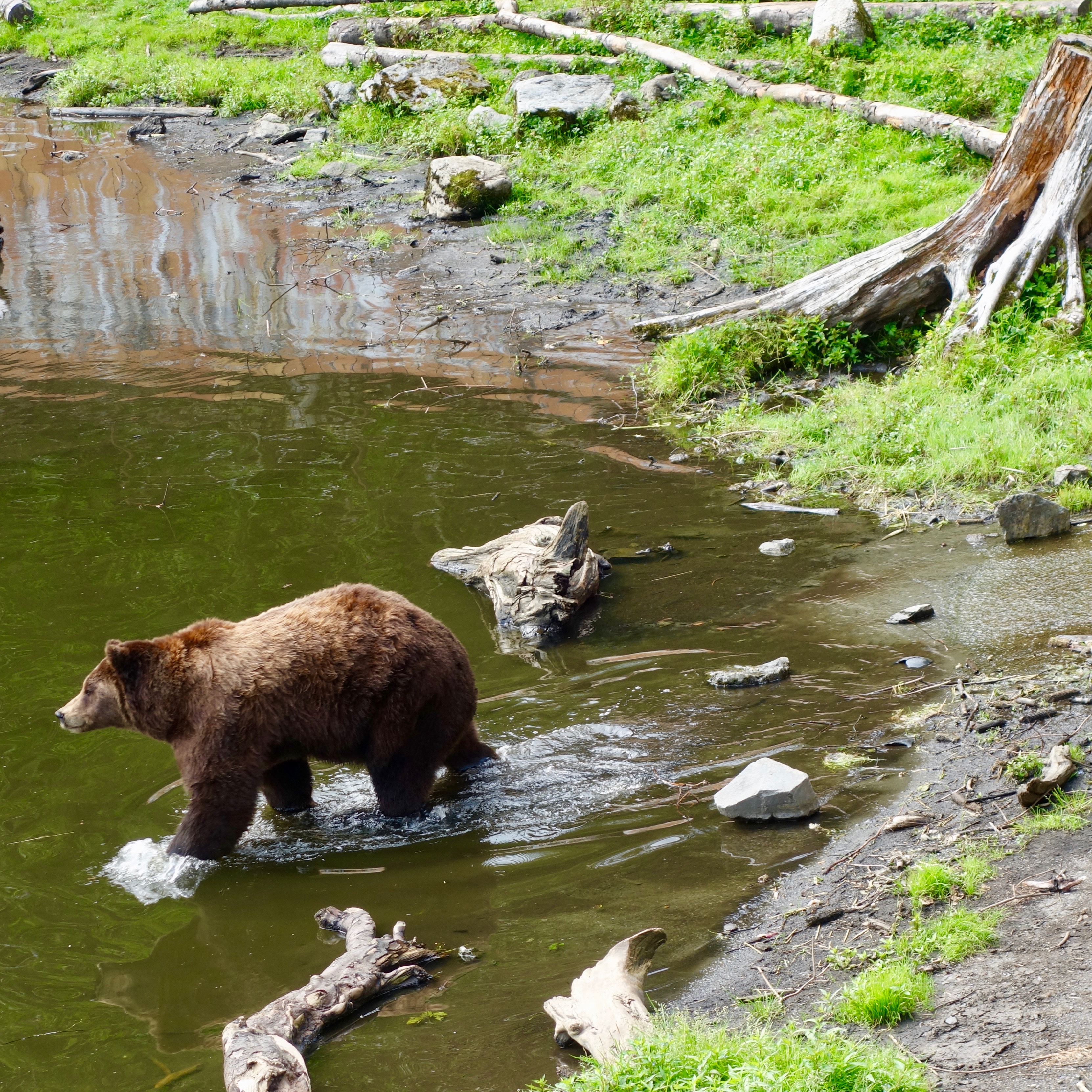 Fortress of the Bear has four adult bears, including Chaik here, who moves into the water to go towards the food at feeding time.  