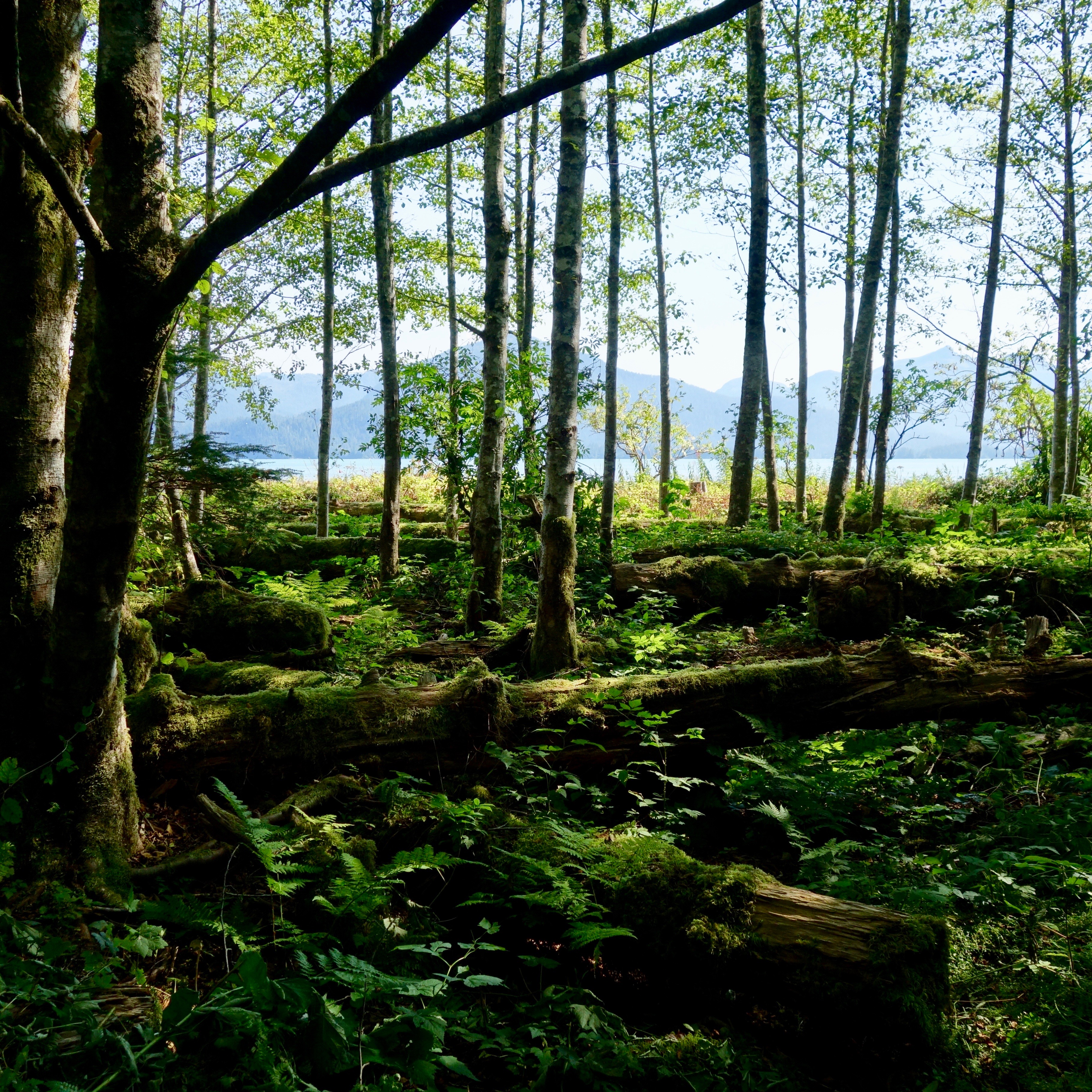 Decaying logs serve to help the next generation grow up big and strong.  A thriving eco-system and circle of life.  