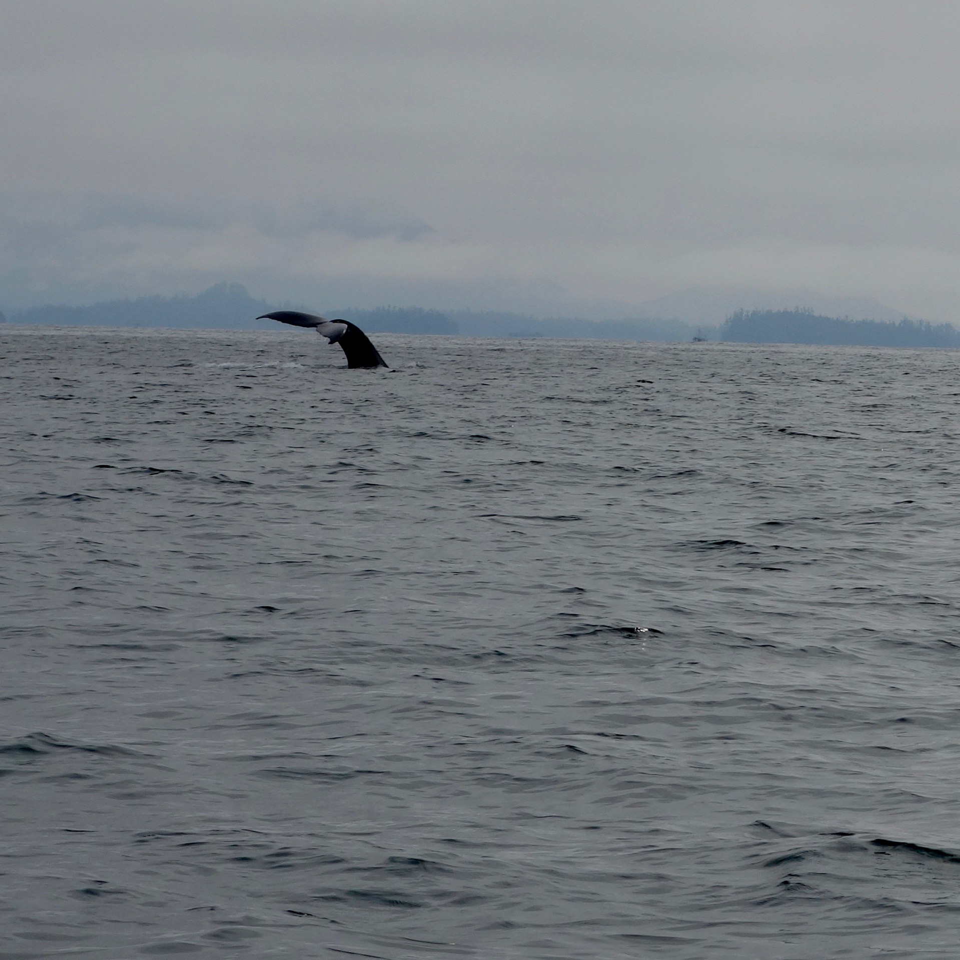Have to click fast!  The tale of a humpback whale heading down to the bottom of the ocean to eat.  