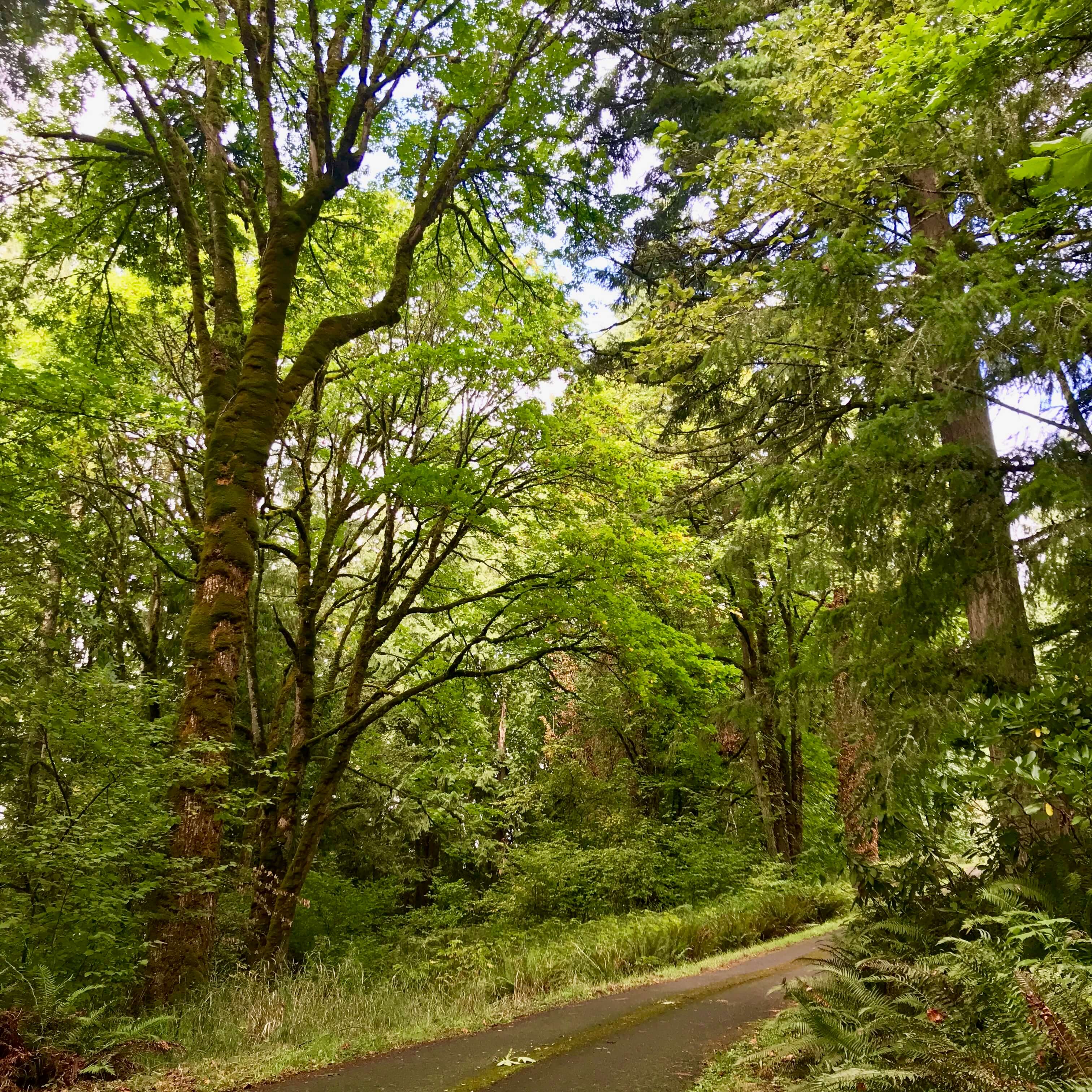 The roadway leading up to my childhood home in Scappoose, Oregon is lined with robust maple and fir trees with hundreds of different shades of green creating a protective canopy.  You can feel the abundance of oxygen.