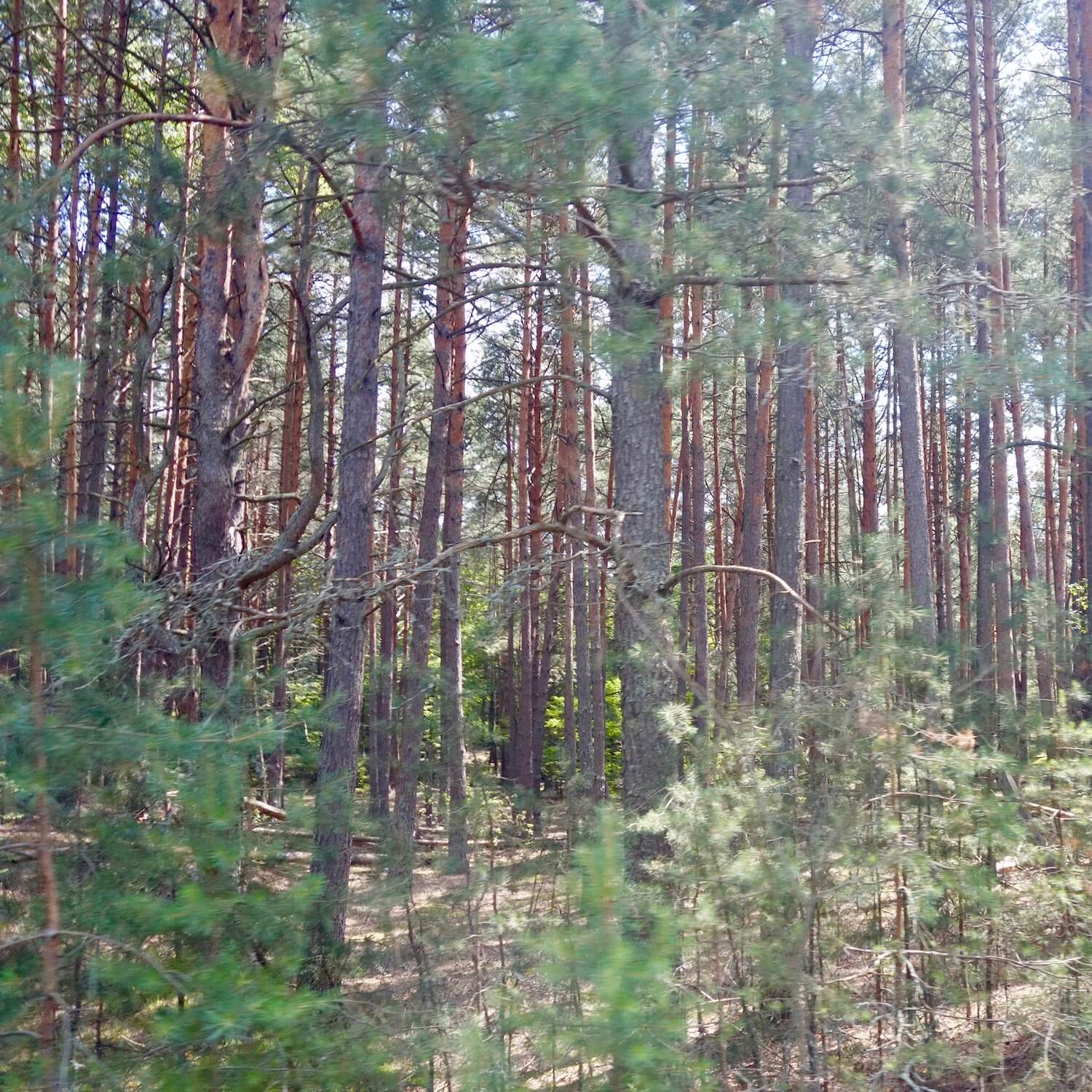 A pine forest with young reddish trees on the drive to the secret soviet military installation that housed the large radar system known as the Russian woodpecker. The forest is thick with new life.