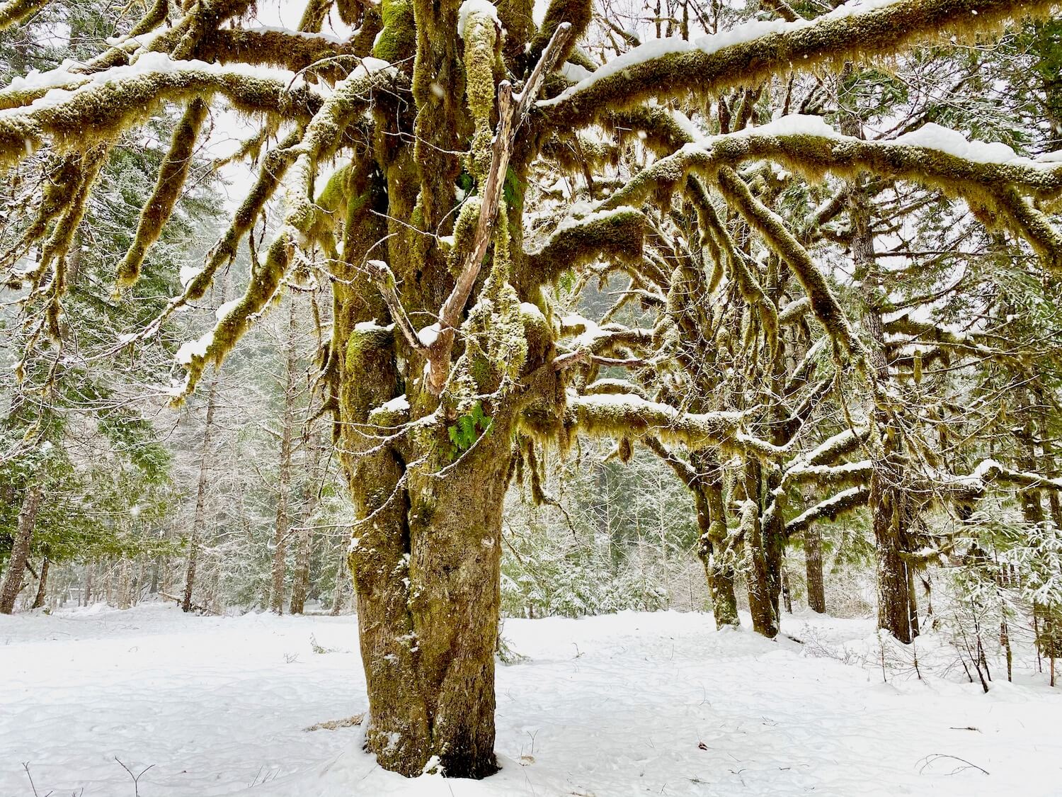 Thick moss and ferns hang from a tree deep in the Hoh Rain Forest on the Olympic Peninsula of Washignton State