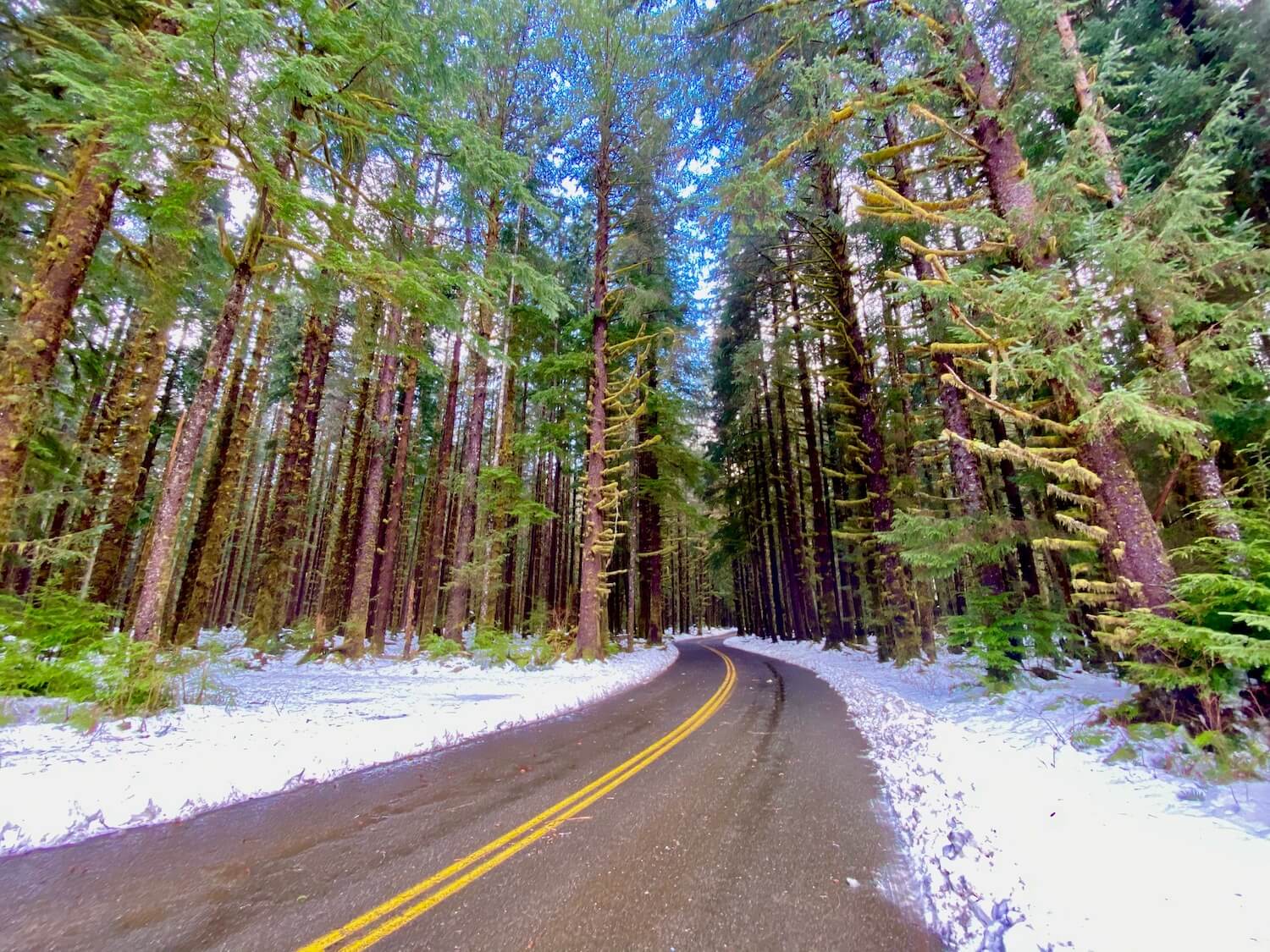 A clear road with snow on the sides in the forest of fir trees with blue sky peaking through the ceiling of the forest.