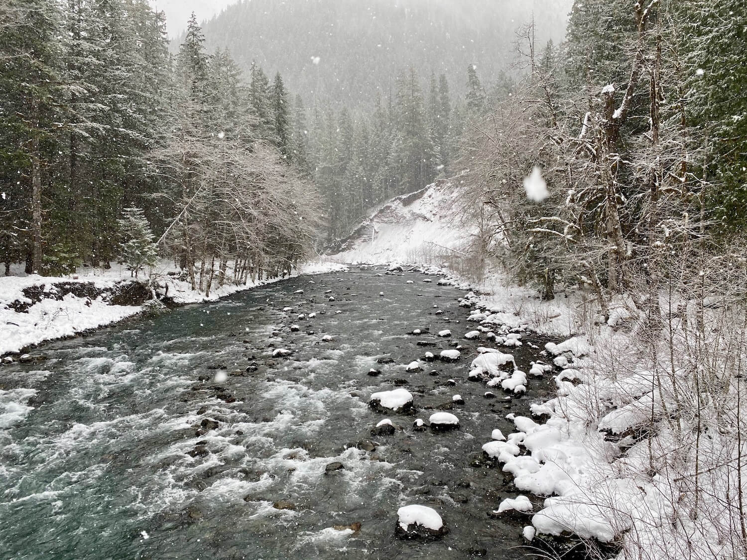 View of a briskly flowing creek near the Staircase entrance to Olympic National Park. Snow is falling and the fir and deciduous trees have accumulated snow as well as the rocks in the creek.