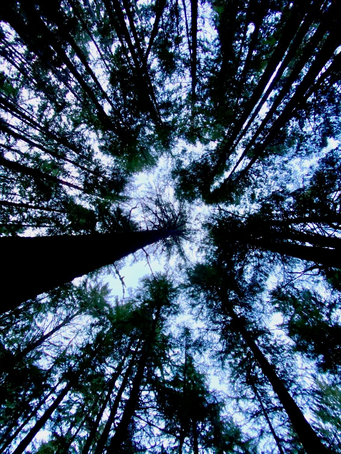 View looking up from deep within the forest at the fir trees high above joining together, covering up the blue sky above.  Fir trees are everywhere when you explore the Olympic Peninsula.