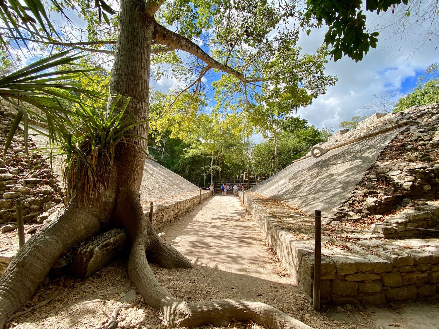 A giant jungle tree grows along the side of the ancient ball court in the Coba Group of Mayan ruins in the ancient development.  The ball court is composed of two bleacher like diagonal stone walls with hoops towards the top of these walls which were used for athletes to throw rubber balls through.  There are jungle trees in the background and blue sky above. 