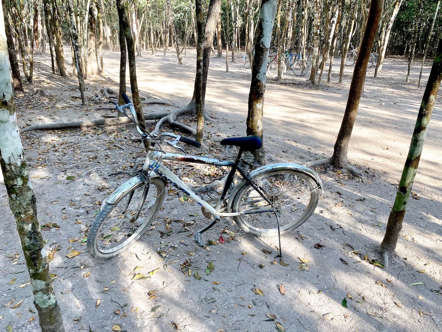 Bicycle covered in white dust is propped up by a kick stand off a roadway in amongst multi-colored bark of rubber trees.  In the background are several other bikes parked on the other side of the dusty roadway. 