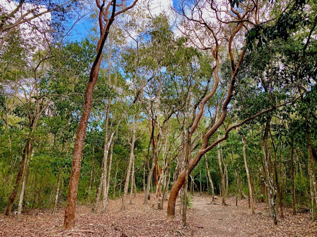 What I wish I would've known about the ancient Mayan city of Coba ...