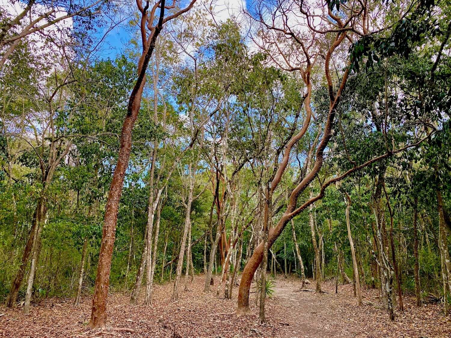 Deep within the jungle of Coba, on Mexico's Yucatan Peninsula. The jungle trees have reddish brown bark and tangle within the forest amongst blue skies in the background and a very dry, leafy forest floor with a make shift path worn into a narrow area.