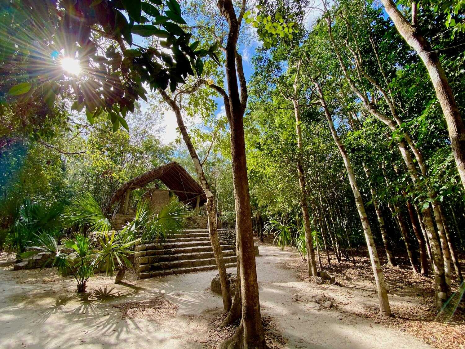 The morning sun shines through the thick jungle canopy of trees around ancient stone steps leading up to a large rock or Stele covered by a bamboo canopy.  This is located in the Macanxoc grouping of temples and glyphs in the ancient mayan city of Coba.