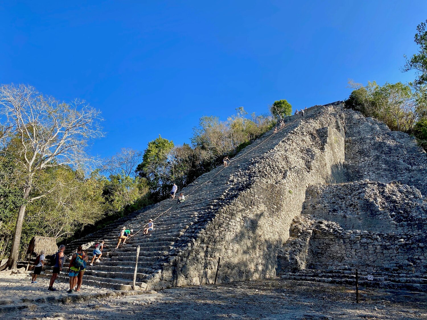 A wide view of 137 feet tall Nohoch Mul pyramid amongst the ancient mayan ruins of Coba. The mound of rocks is the tallest pyramid on the Yucatan Peninsula. Climbers make their way up and down the rock structure, many holding on to a rope affixed to the rocks for support. Jungle trees stand in the background amongst a bright blue sky day.