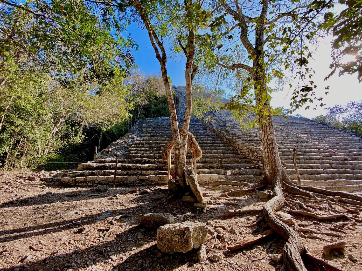 The great Nohoc-Mul is the highest Mayan Pyramids and climbing to the top is still allowed. In this shot the grand blocks of stone piling up to form the giant structure are behind several jungle trees that wind their way towards the sun and cast a lovely buttery morning shadow on the dirt floor of the jungle, amongst long winding roots that make there way to soil