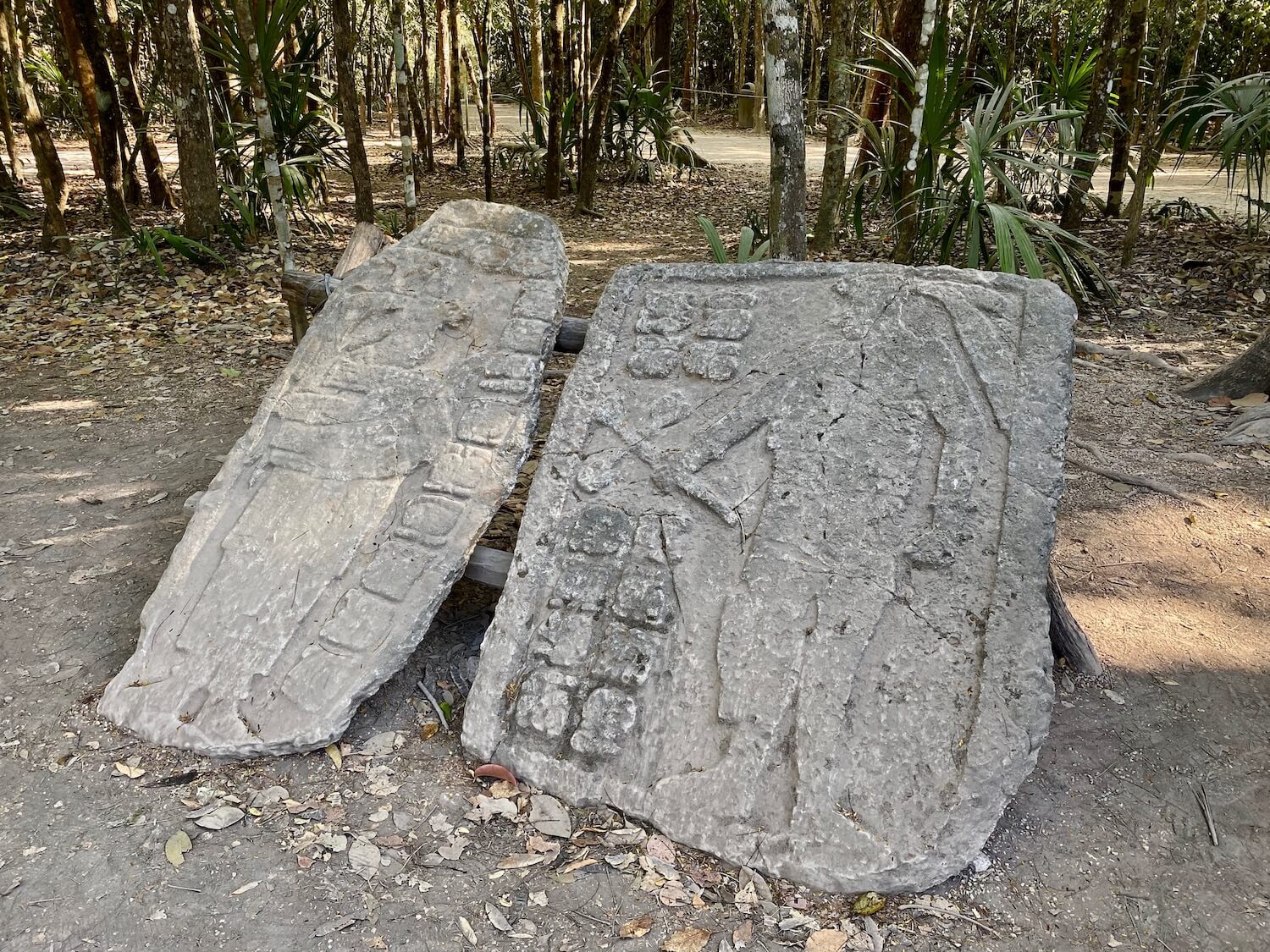 Two pieces of stone with carvings etched into them depicting mayan warriors.  The stones are known as Stele and around from the 7th century.  These stones are gray in color and are propped up against a wood support structure in amounts tropical plants in a dusty area of the Coba Ruins.  