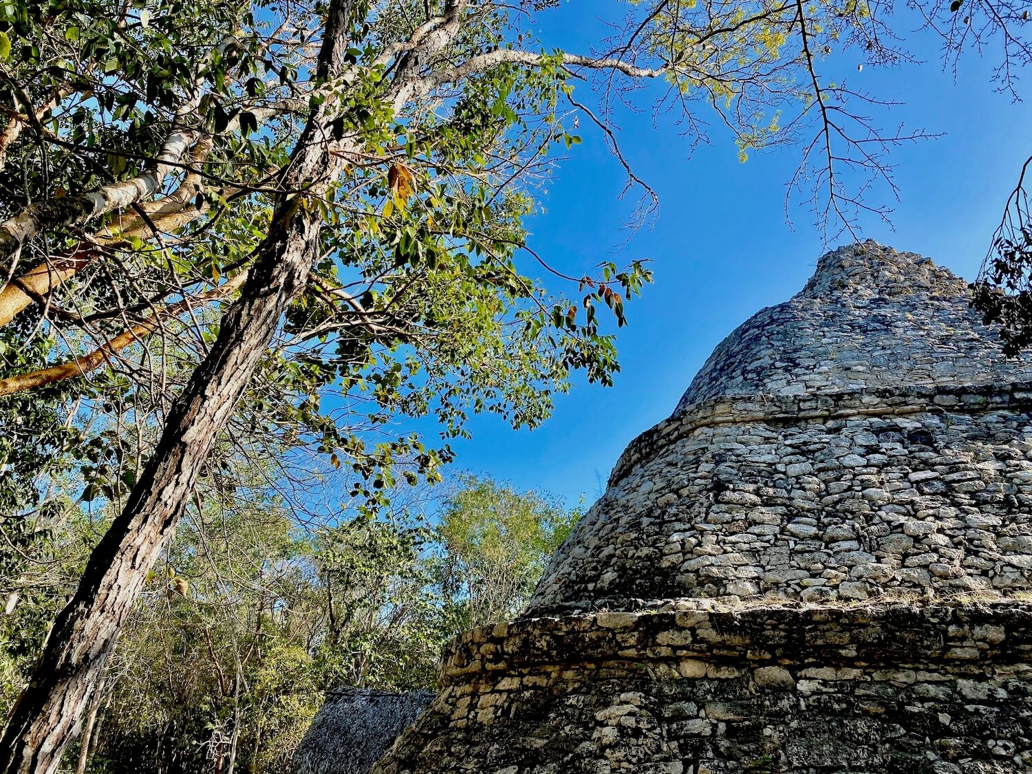 The regal and compact Xaibé is a shape not usually found in Mayan architecture.  The stones are formed of five elements or bodies with slanting walls ending in a cornice. The building is surrounded by jungle trees and blue sky in the background. 
