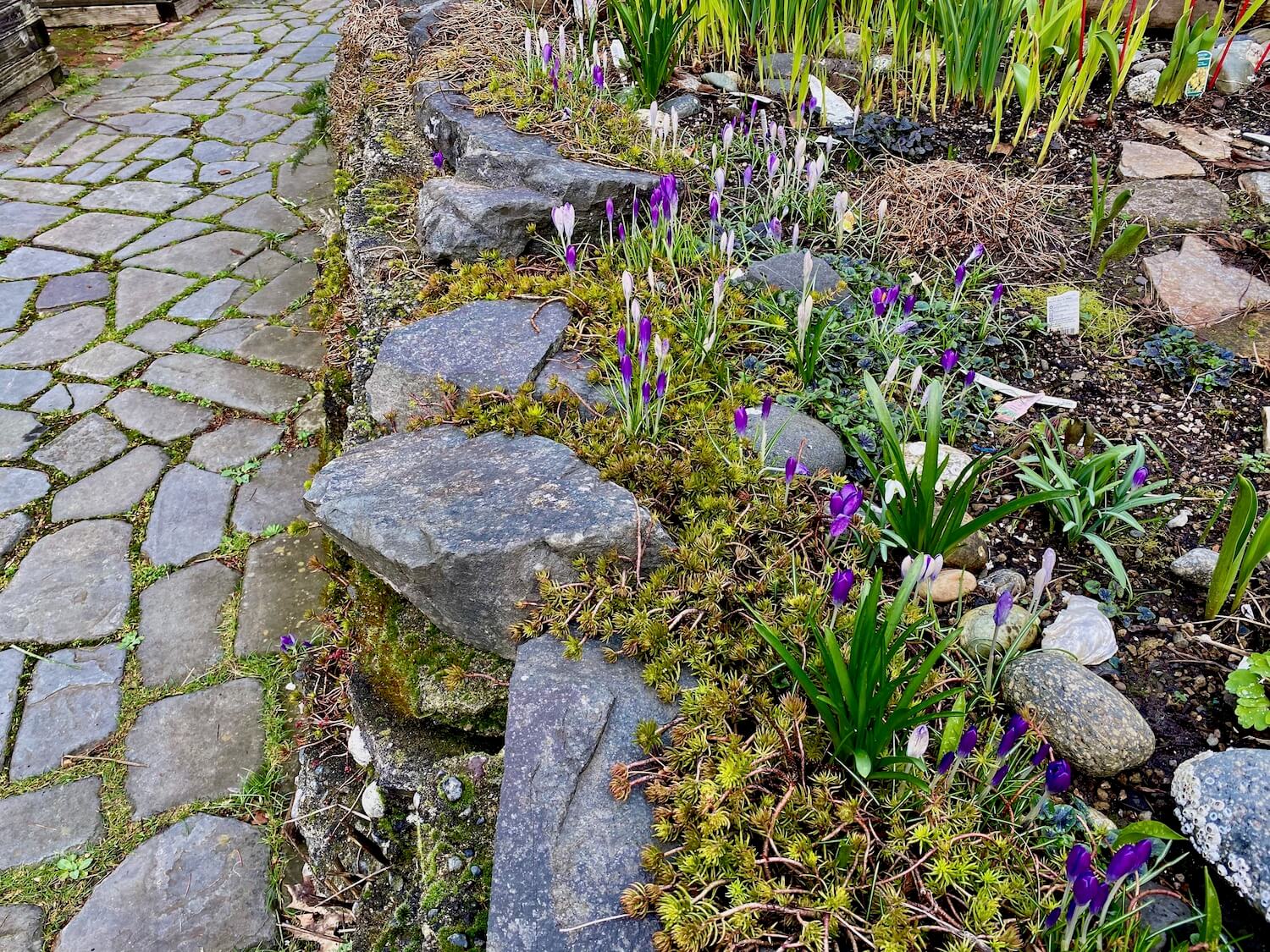 Crocus emerge along a raised rockery bed with green shoots of bulb flowers in Thomas Garden on Seattle's Capitol Hill.
