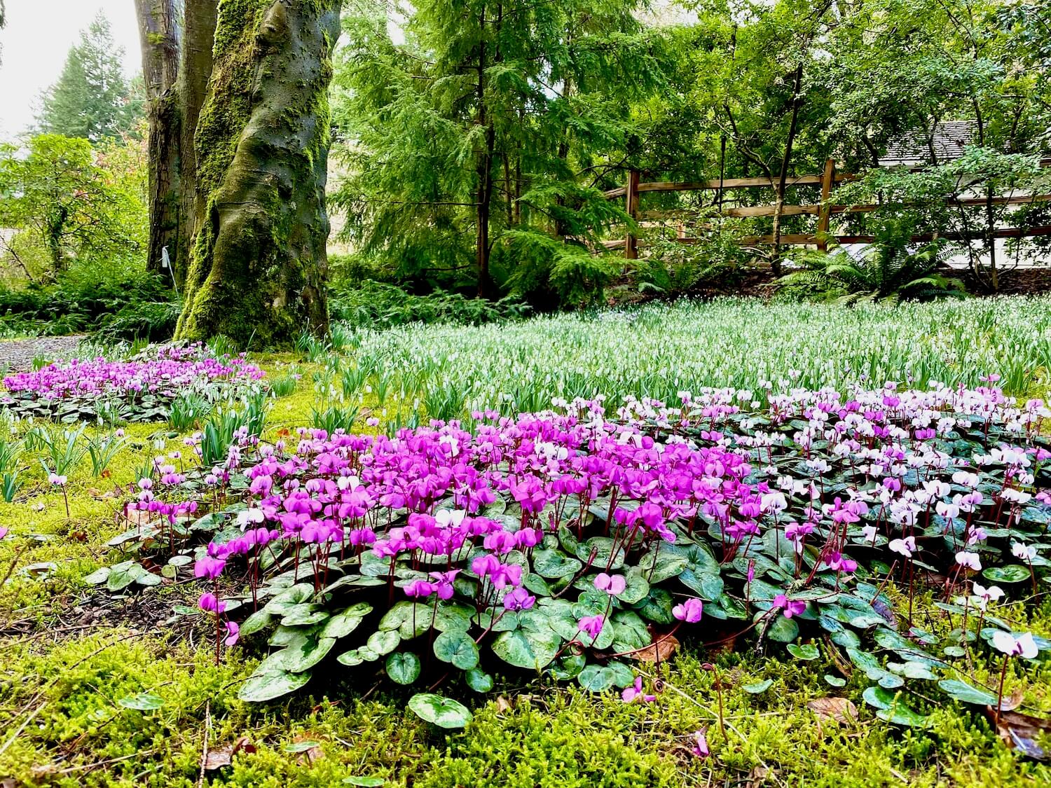 A beautiful carpet of bright green moss and freshly bloomed purple flowers spice up a wooded area with a fence in the background. Dunn Gardens in Seattle.