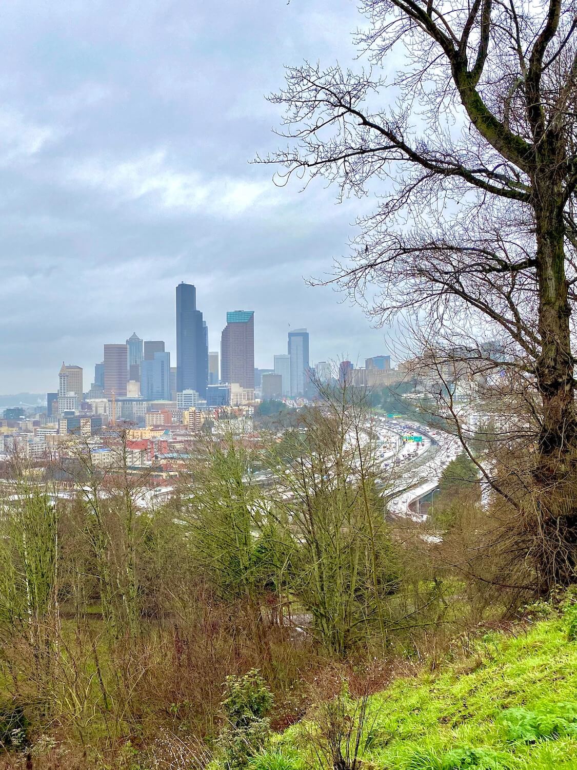 The skyline of Seattle from a park above Interstate 5.  This is the beginning of the drive between Seattle and Portland and the green grass can be seen in front of a winter scene of brush and trees that frame in the gray skies and rising buildings downtown as the freeway whizzes by below. 
