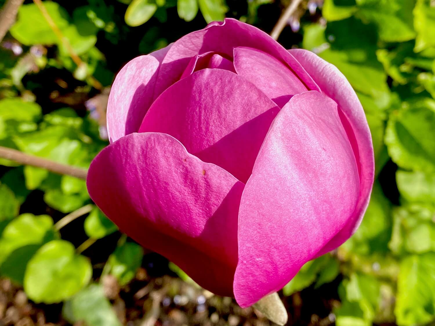 Closeup of a freshly bloomed Black Tulip Magnolia, with rich pink colored petals just beginning to relax from the tight ball of the bud. In the background is fresh green out of focus foliage.