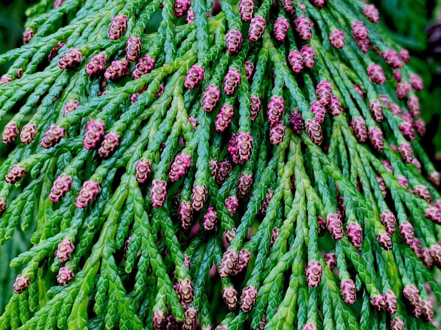 Close up of a branch of the majestic cedar tree. The leaves are bright waxy green while the array of tiny pinecones are a reddish brown color.