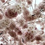 A bright collage of flowering cherry blossoms burst to life in a variety of clumps of pink flowers, each holding a tiny five sided star in the center. Several darker branches hold up all the flowering.