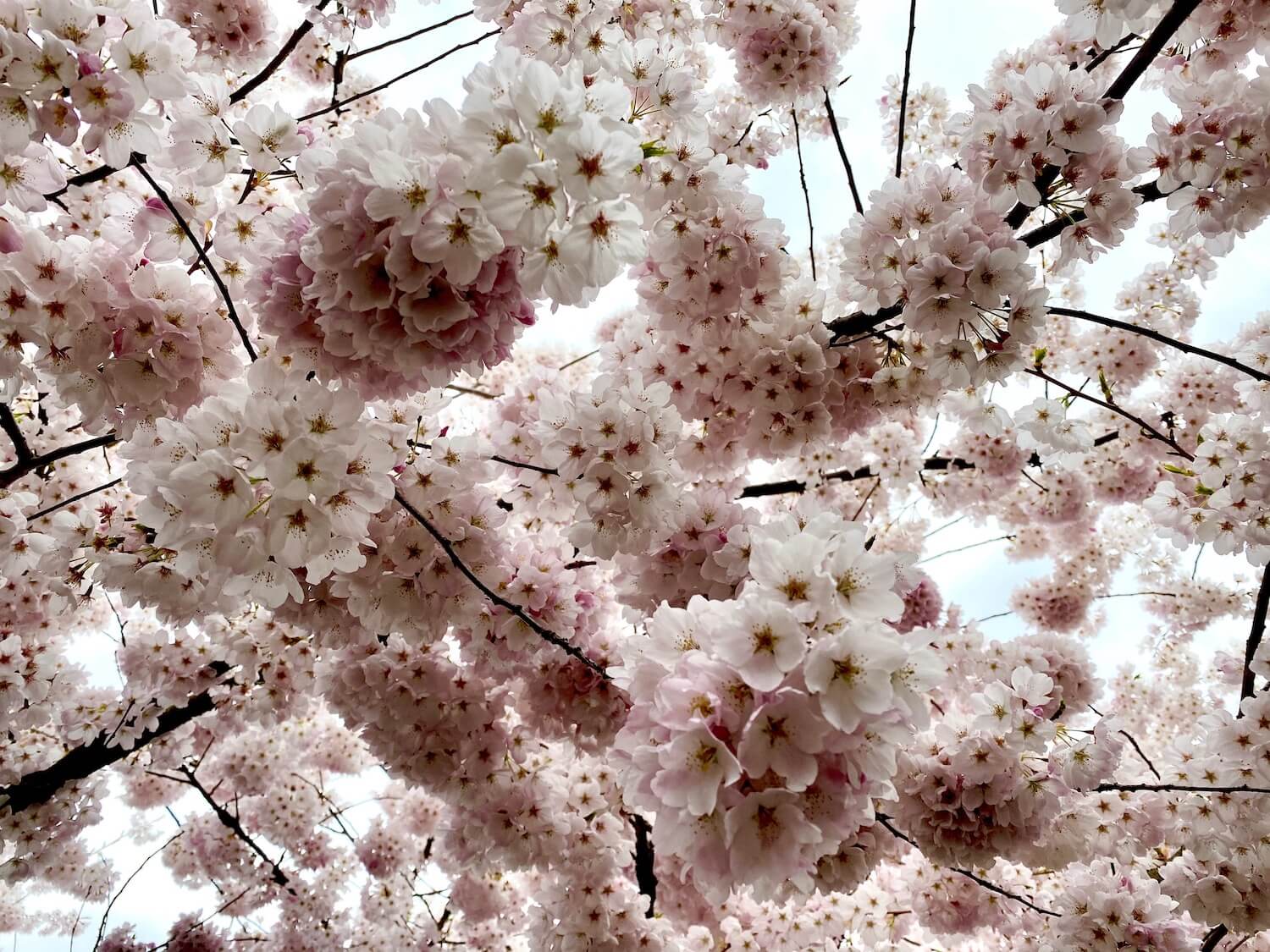 A bright collage of flowering cherry blossoms burst to life in a variety of clumps of pink flowers, each holding a tiny five sided star in the center. Several darker branches hold up all the flowering.