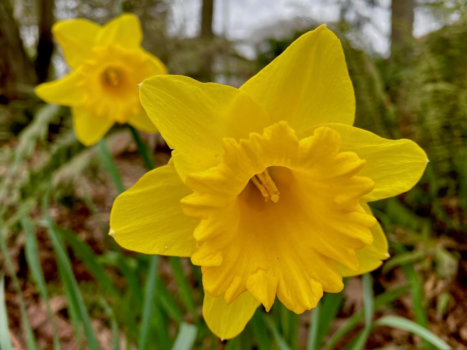 Bright yellow daffodil comes to life, with a second partner in the background slightly out of focus. The yellow ruffles are dainty and surround the central pistols dripping with pollen. The background hosts out of focus green ferns and park ground cover.