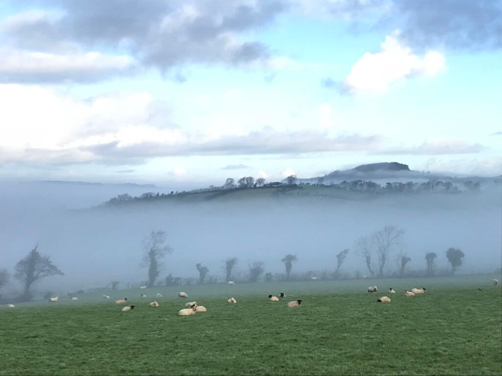 Rolling hills of Donegal Ireland with a herd of sheep laying down after a night's sleep.  The morning fog still surrounds the valley in between the pasture and the rolling hills and just the tops of the father landscape is visible amidst blue sky with puffy white clouds. 