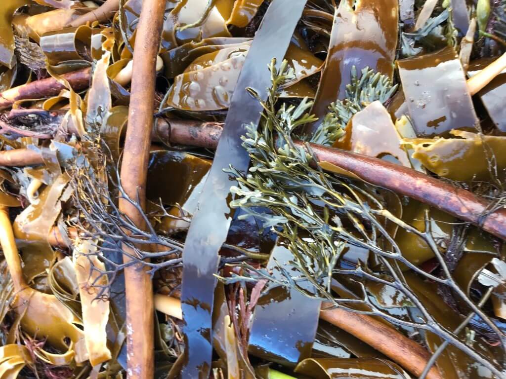 An assortment of sea plants, including brownish yellow kelp whips and olive green seaweed.  This is an up close shot taken on Portsalon Beach in Donegal Ireland. 