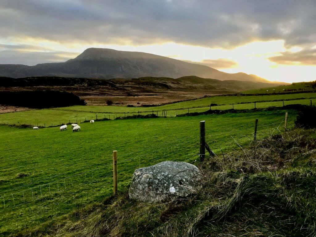 The buttery glow of a winter sunset begins to take over the gray cloudy sky behind the prominent rise of Muckish Mountain.  In the foreground is abundant peat bogs and rolling hills of green pastures with sheep grazing.  The is a typical landscape in Donegal, in northwest Ireland. 