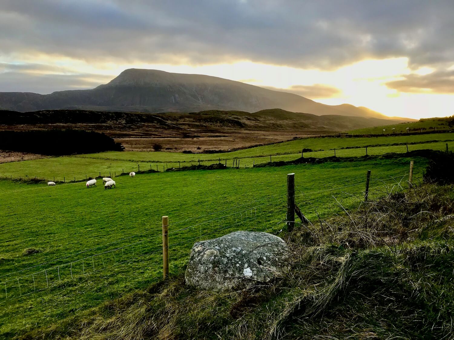 The buttery glow of a winter sunset begins to take over the gray cloudy sky behind the prominent rise of Muckish Mountain. In the foreground is abundant peat bogs and rolling hills of green pastures with sheep grazing. The is a typical landscape in Donegal, in northwest Ireland.