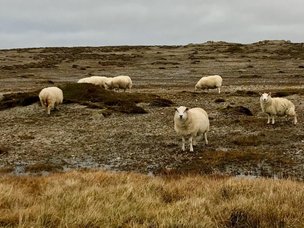 Sheep graze on a rocky patch of a cliff area on Tory Island, north of County Donegal.  There are six sheep with white faces and thick wool and two are curiously looking directly at the camera.  The gray water frames the distance of the photo while rough, brownish grass tucks in the forefront of the shot.  