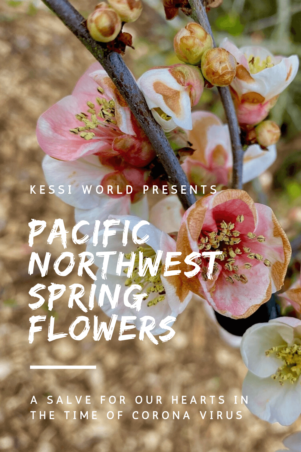 Photo Gallery: Pacific Northwest Spring flowers, a salve for our hearts in  the time of corona virus - Kessi World