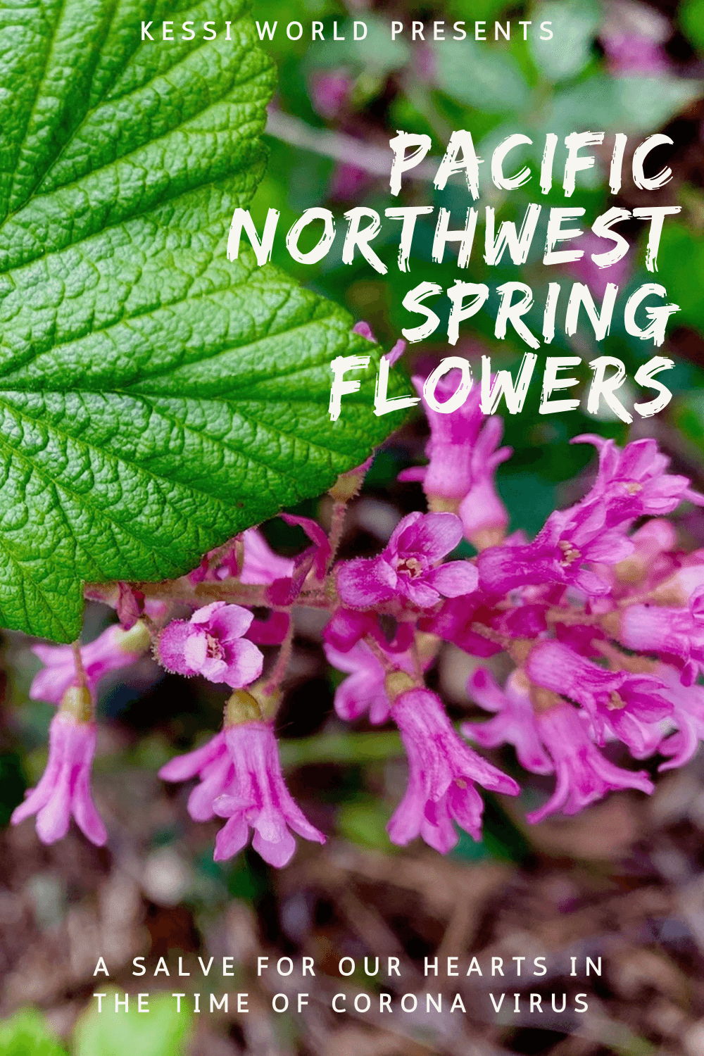 The delicate red flowing current is showing bright green waxy leaves with tiny veins while the pinkish purple blooms pop to life.