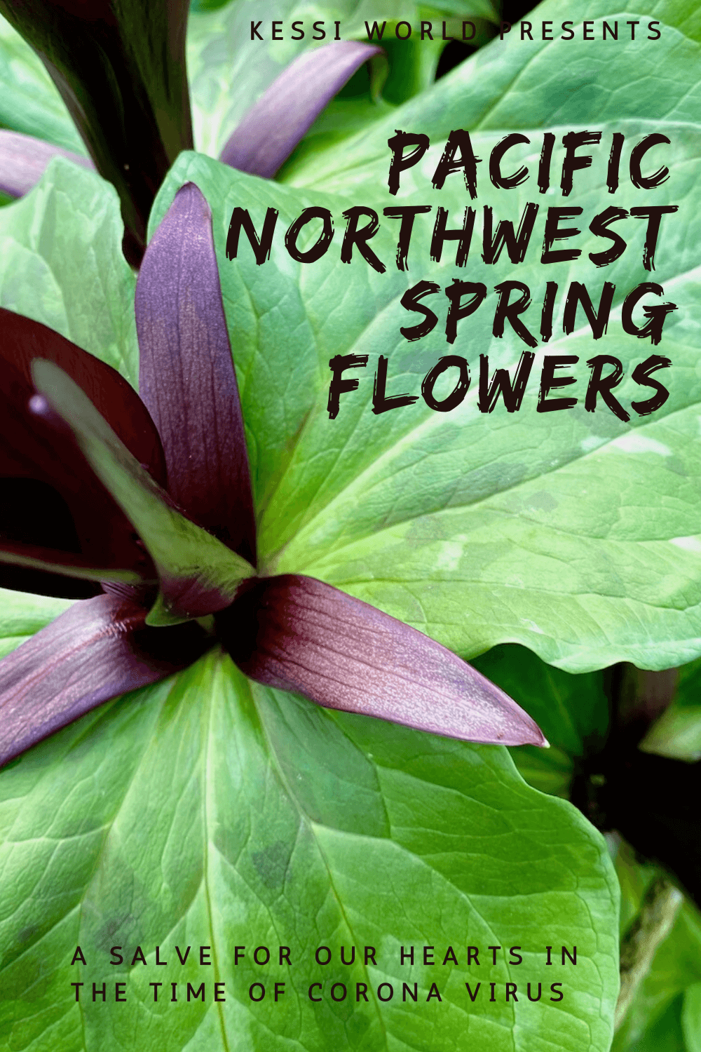 This ornate form of trillium comes to life with three variegated green triangular leaves for each rich purple four petaled blossom. The plant feels hearty in an elegant way.
