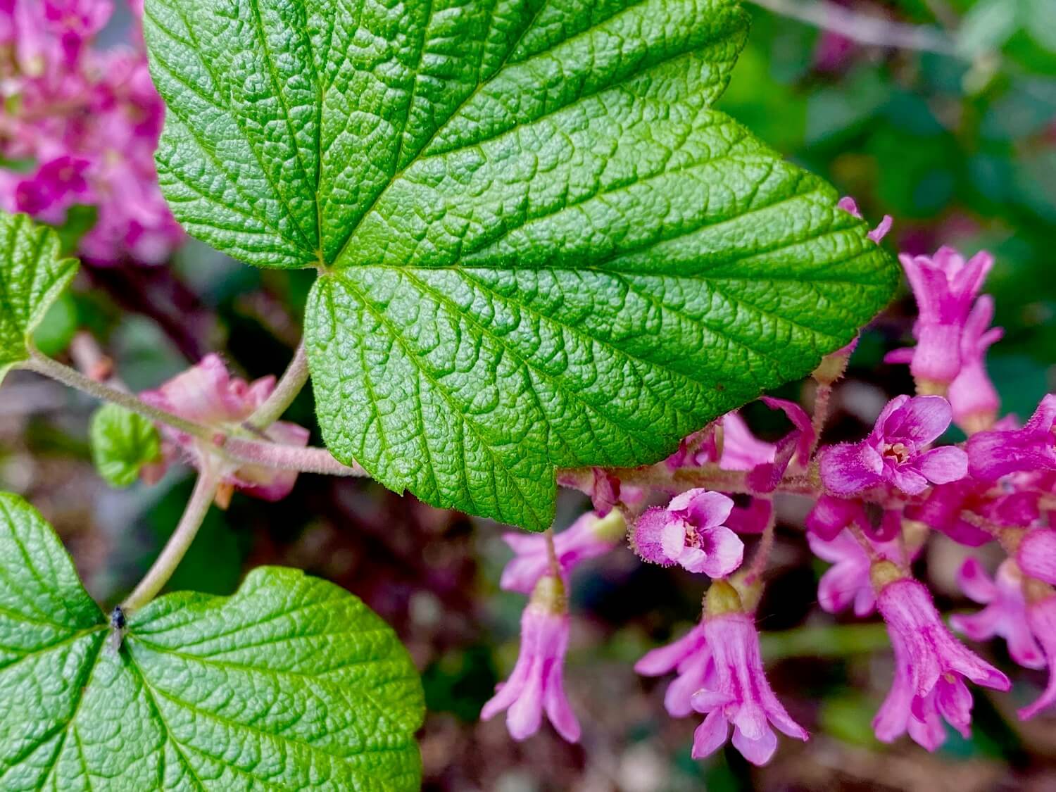 The delicate red flowing current is showing bright green waxy leaves with tiny veins while the pinkish purple blooms pop to life.