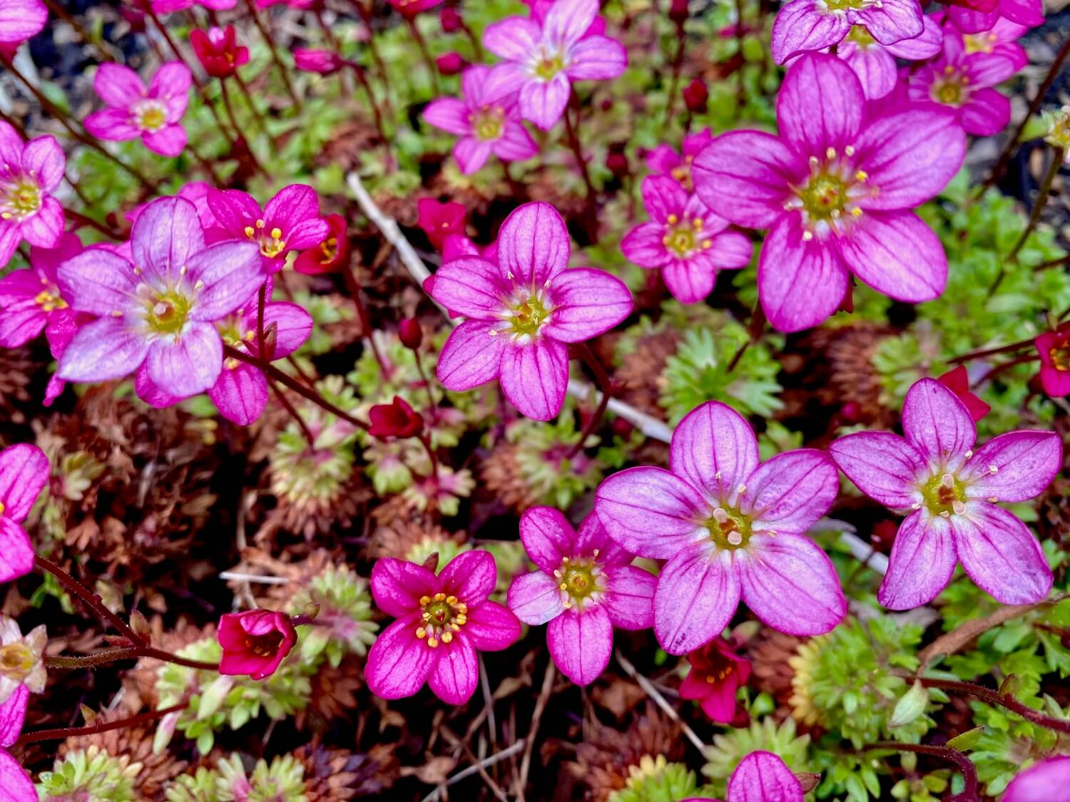The tiny daisies provide abundant pop of purple color to signal the begging of the spring flowering season. The flowers each have five main purple-pink petals with nine pistols in the center calling out to nearby bees. the blossoms are about five inches off the ground, where the green and reddish leaves hold the base of the plant together.