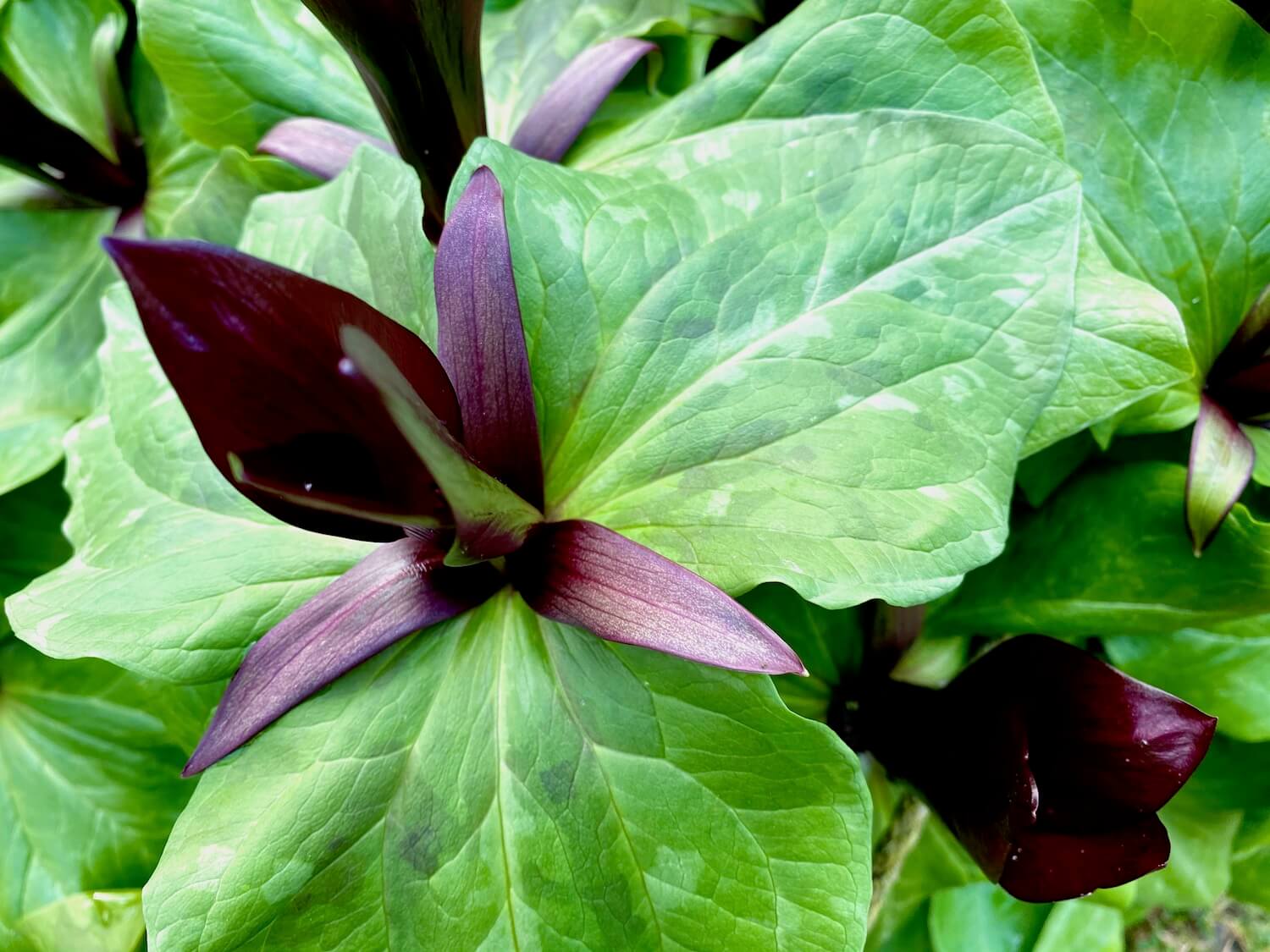 This ornate form of trillium comes to life with three variegated green triangular leaves for each rich purple four petaled blossom. The plant feels hearty in an elegant way.