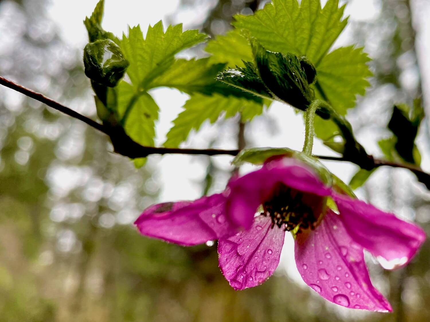 The purple flower of this salmonberry plant can barely hold the heavy droplets of rain still on the frail petals. The blossom clings to a branch that is still working to produce fresh leaves, which are light green with jagged edges.