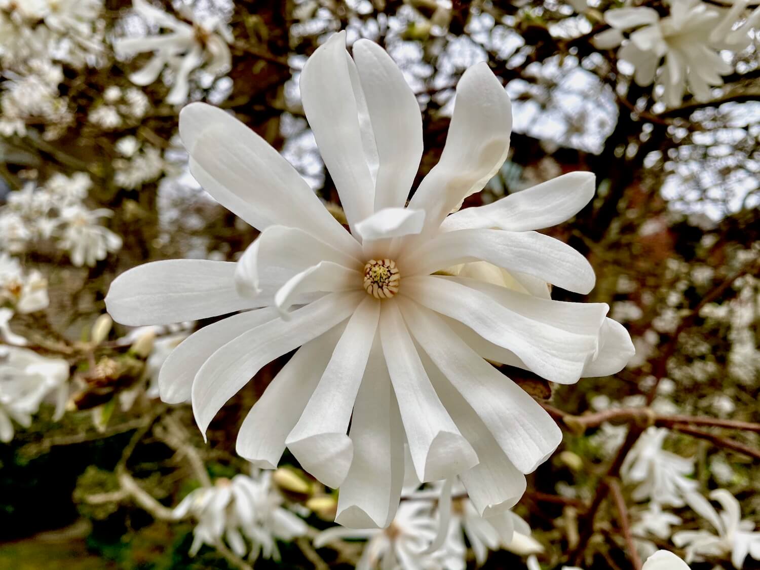 The optimistic Star Magnolia inspires energy with the 20 or so long narrow petals that reach out to the viewer. IN the middle is a tight grouping of pinkish pistols while the out of focus background hosts dozens more blooms amongst the brown branches providing important structure to the tree.