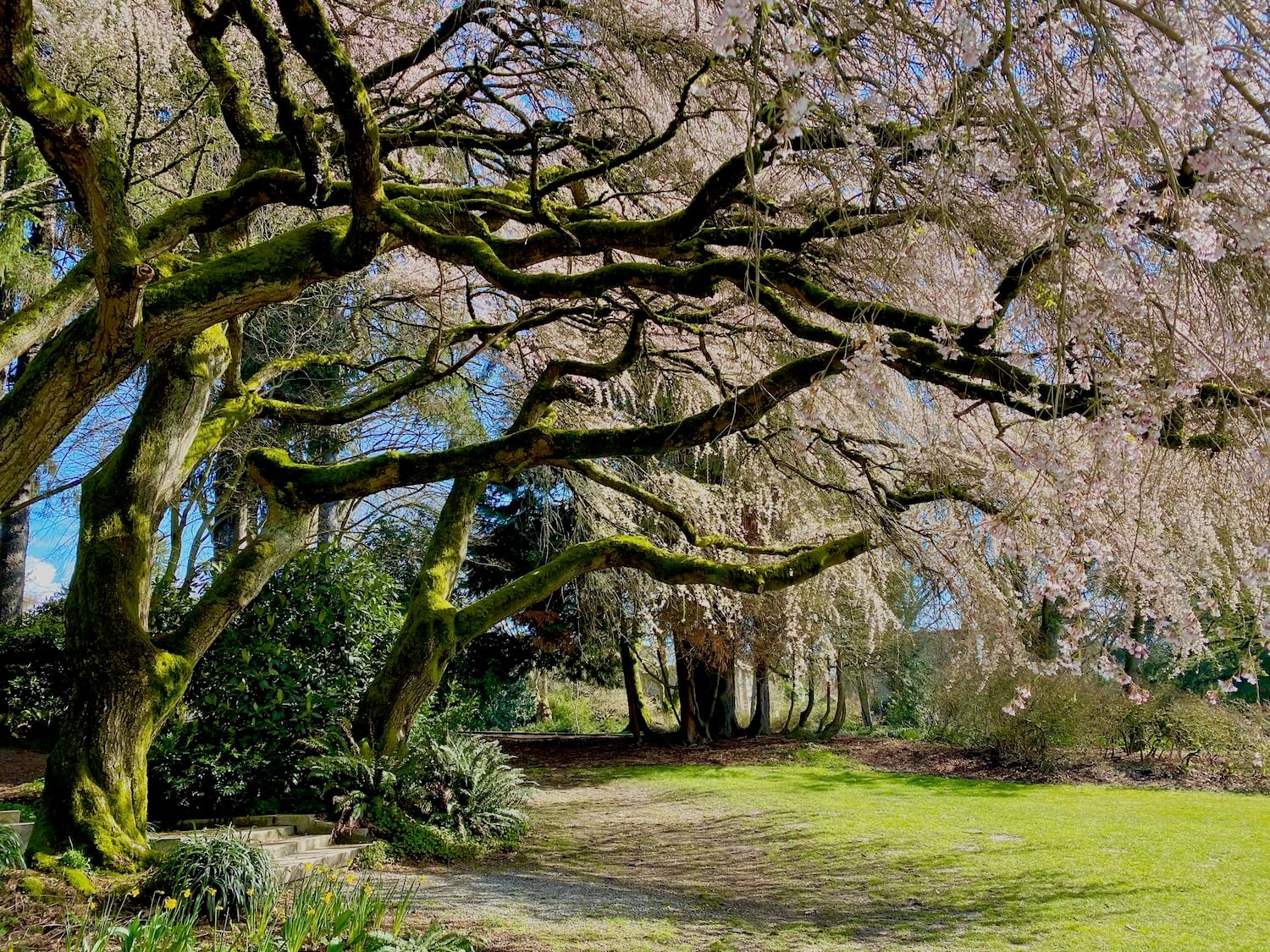 Scene in Volunteer Park in Seattle with the trunks of 100 year old trees just in time for their cherry blossoms to emerge in rains of pink cascading flowers. The lawn is green with a gravel path through it.