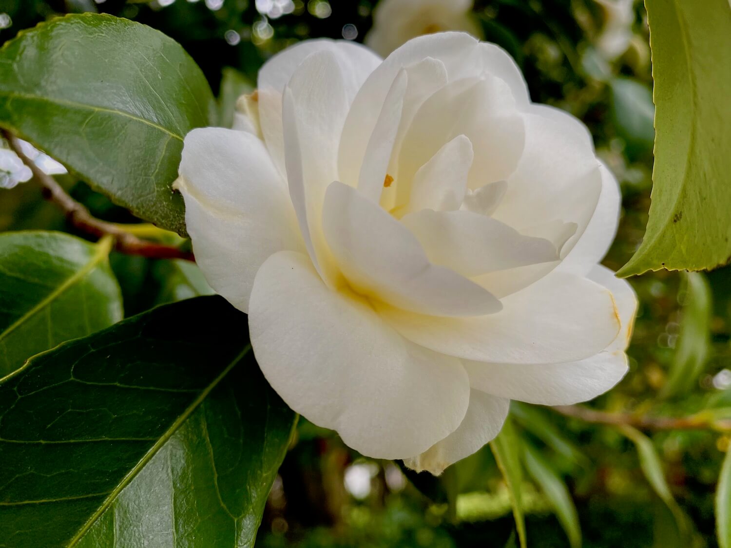 The elegant beauty of a white Camilia, with delicate layers of soft white petals folding outward to towards the light. The blossom is attached to a branch also holding vibrant waxy green leaves with slight variegated edges.