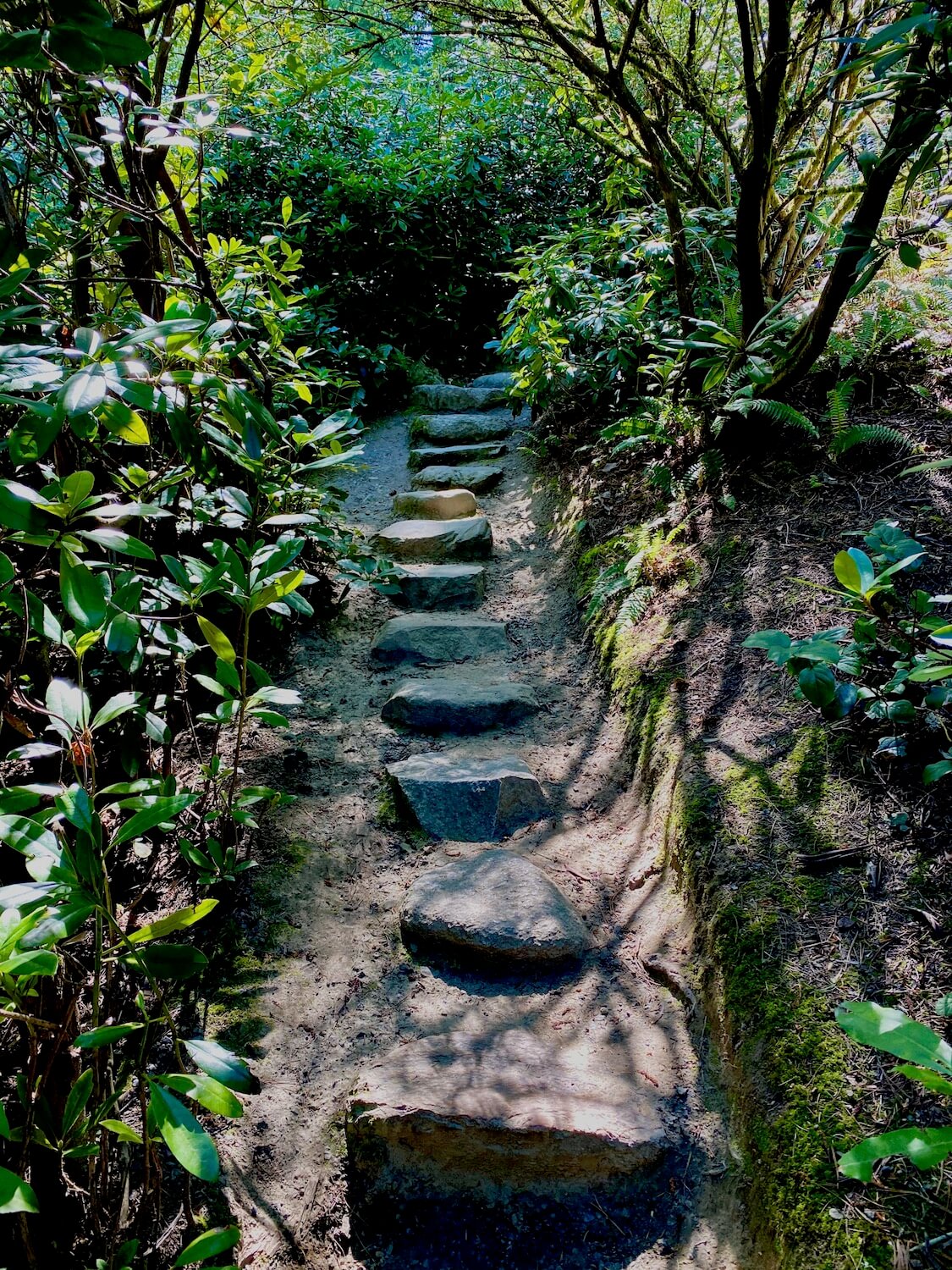 Granite stepping stones lead up a narrow garden path well within the confines of a thicket of shrubbery. This leads to a waterfall inside Kubota Gardens in Seattle.