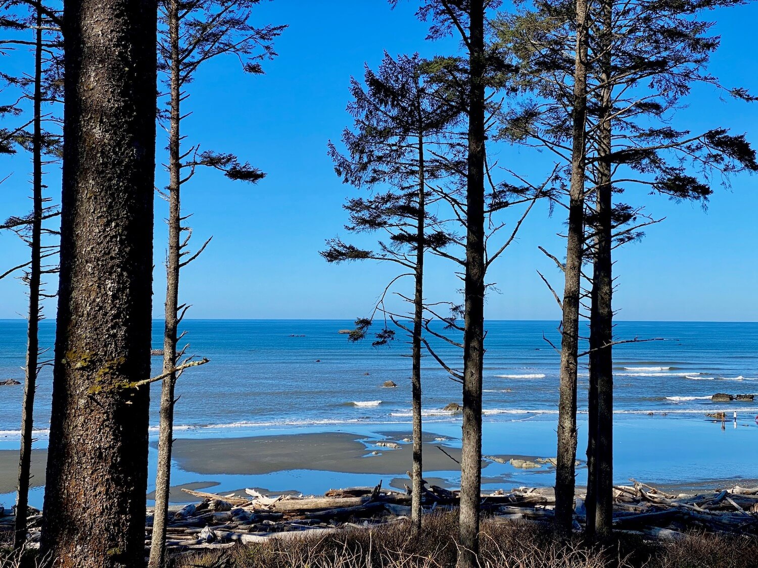 The waves lightly roll onto a low tide sand of Ruby Beach on the Washignton Coast. Pine and fir trees lead down a hill to drift logs piled up on the sand. The water is blue with white caps and the sky is blue on the horizon of the Pacific Ocean.